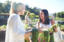 Улыбающиеся женщины, собирающие овощи в солнечном саду — стоковое фото