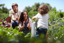 Junge Familie gärtnert im sonnigen Gemüsegarten — Stockfoto