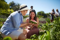 Молодые женщины наслаждаются свежим арбузом в солнечном огороде — стоковое фото