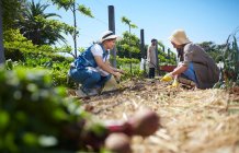 Women working in sunny vegetable garden — Stock Photo