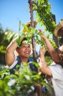 Lächelnde Gärtnerin im sonnigen Gemüsegarten — Stockfoto