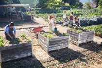 La gente che fa giardinaggio in giardino di comunità soleggiato — Foto stock