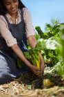 Усміхнена жінка збирає жовтий комод в сонячному овочевому саду — стокове фото
