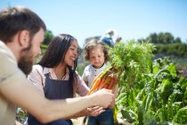 Family harvesting carrots in sunny vegetable garden — Stock Photo