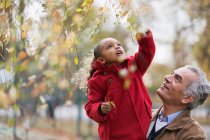 Grandfather lifting granddaughter reaching for autumn leaves on branch — Stock Photo