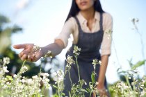 Jardinería mujer, tocando flores blancas en jardín soleado - foto de stock