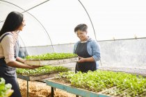 Giovani donne che lavorano, portando vassoio alberello in serra vivaio vegetale — Foto stock