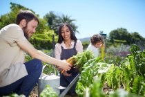 Young couple harvesting carrots in sunny vegetable garden — Stock Photo