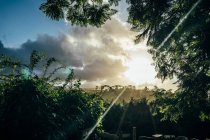 Ruhiger Sonnenuntergang über Bäumen Kiama Australia — Stockfoto
