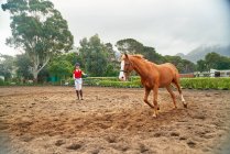 Jovem mulher treinando cavalo em pastagem de terra rural — Fotografia de Stock