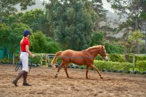 Adolescente chica entrenamiento caballo en tierra paddock - foto de stock