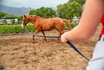 Horse training in rural dirt paddock — Stock Photo