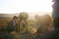 Safari grupo de gira examinando las plantas en los pastizales soleados Sudáfrica - foto de stock