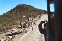 Safari-Fahrzeug fährt auf sonniger Straße an Zebras vorbei Südafrika — Stockfoto