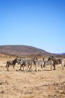Zèbres sur la réserve animalière ensoleillée Sanbona Cape Town Afrique du Sud — Photo de stock