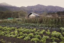 Jardin potager et maison rurale en contrebas de montagnes tranquilles — Photo de stock