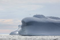 Vögel über schmelzendem Eisberg Grönland — Stockfoto