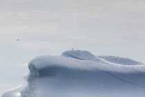 Pássaro empoleirado no topo do majestoso iceberg ensolarado Groenlândia — Fotografia de Stock