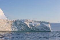 Birds gathering on top of iceberg on Atlantic Ocean Greenland — Stock Photo