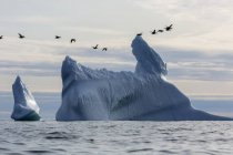 Birds flying over icebergs on Atlantic Ocean Greenland — Stock Photo
