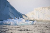 Birds on melting polar ice Atlantic Ocean Greenland — Stock Photo