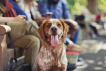 Retrato cão marrom e branco feliz no parque — Fotografia de Stock