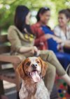 Retrato feliz perro marrón y blanco en el parque - foto de stock