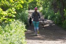 Woman jogging on sunny trail with dogs — Stock Photo