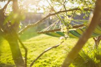 Hammock hanging in sunny tranquil garden — Stock Photo