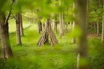 Tipi de rama en el bosque - foto de stock