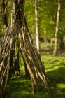 Teepee ramo nel bosco — Foto stock