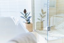 Plante en pot dans la maison blanche ensoleillée vitrine salle de bain intérieure — Photo de stock