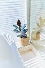 Planta en maceta en la ventana del baño soleado con persianas - foto de stock
