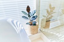 Topfpflanze im sonnigen Badezimmerfenster mit Jalousien — Stockfoto