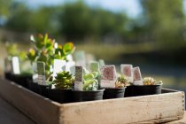 Winzige Sukkulenten mit Etiketten in sonniger Schale in der Gärtnerei — Stockfoto
