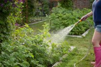 Женщина со шлангом поливает овощные растения в летнем саду — стоковое фото