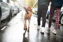Гей-пара выгуливает собаку на дождливой улице — стоковое фото