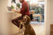 Portrait dog next to young man working from home at laptop in kitchen — Stock Photo