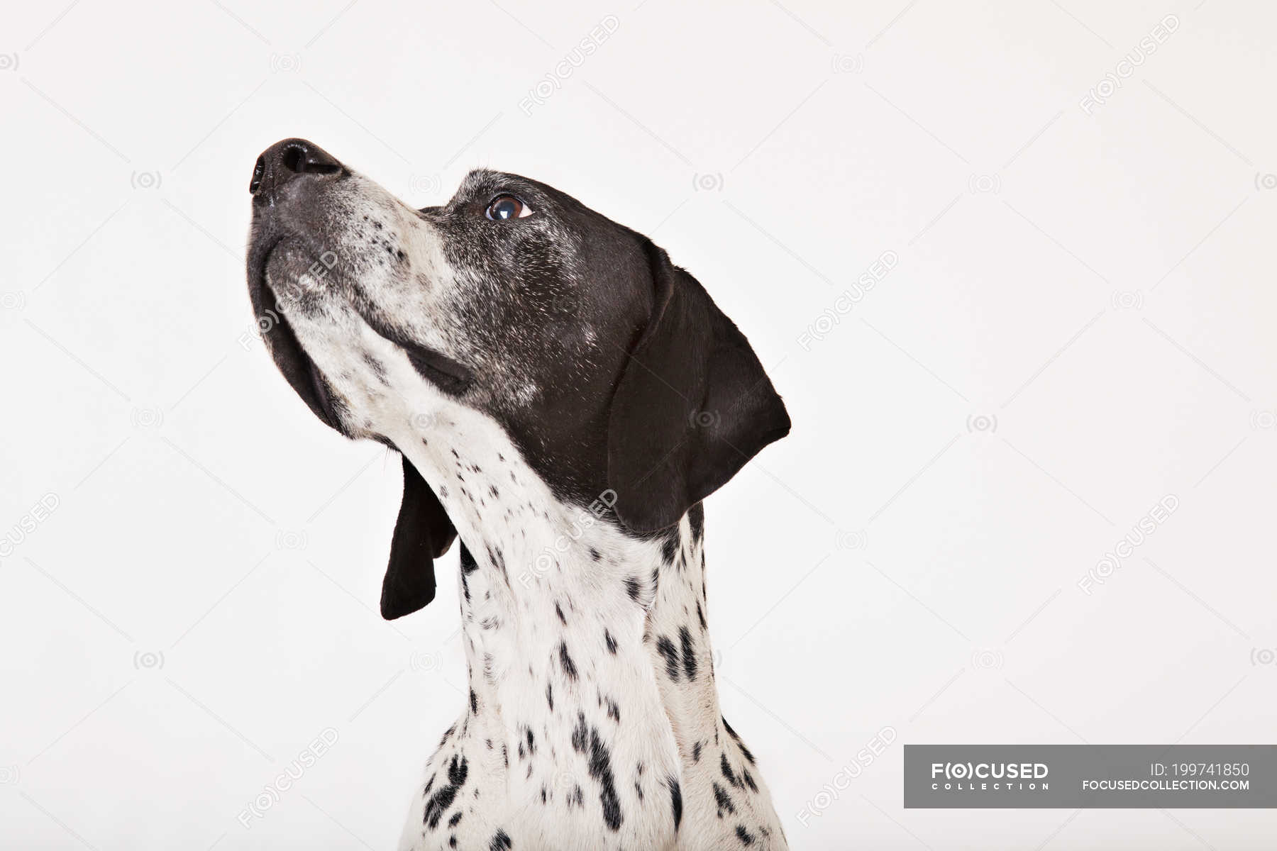 Close up of english pointer dog face — portrait, zoology - Stock