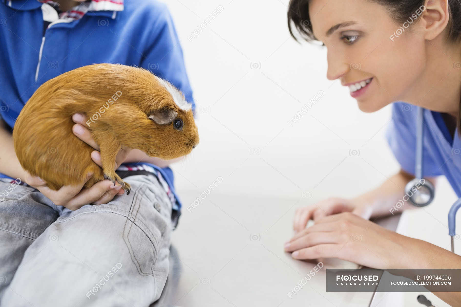Ветеринар для морской свинки. Ветеринар для морской свинки. Обычный ветеринар смотрит морских свинок. Морская свинка у ветеринара. Биопроба на морских свинках.