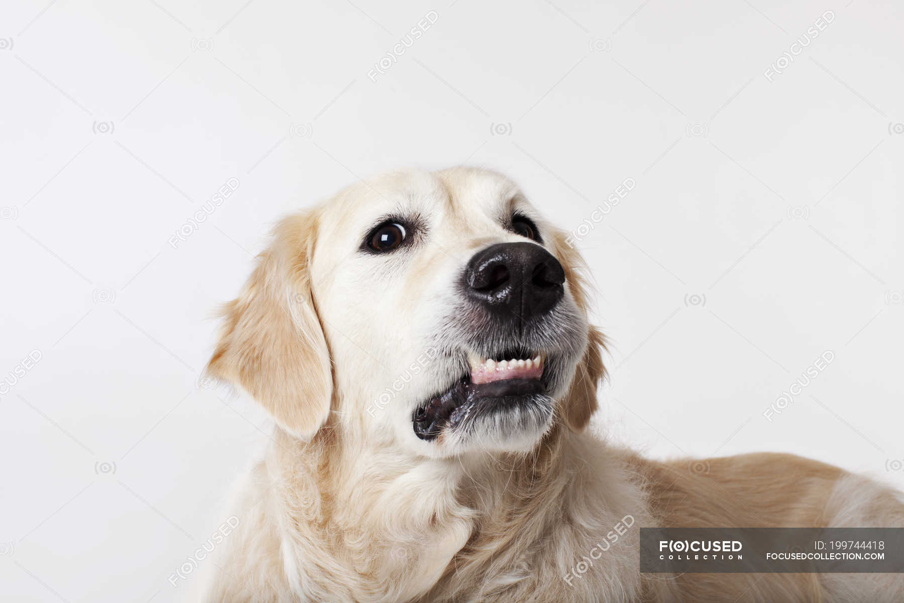 Close up of dog's growling face on white background — portrait, scene ...