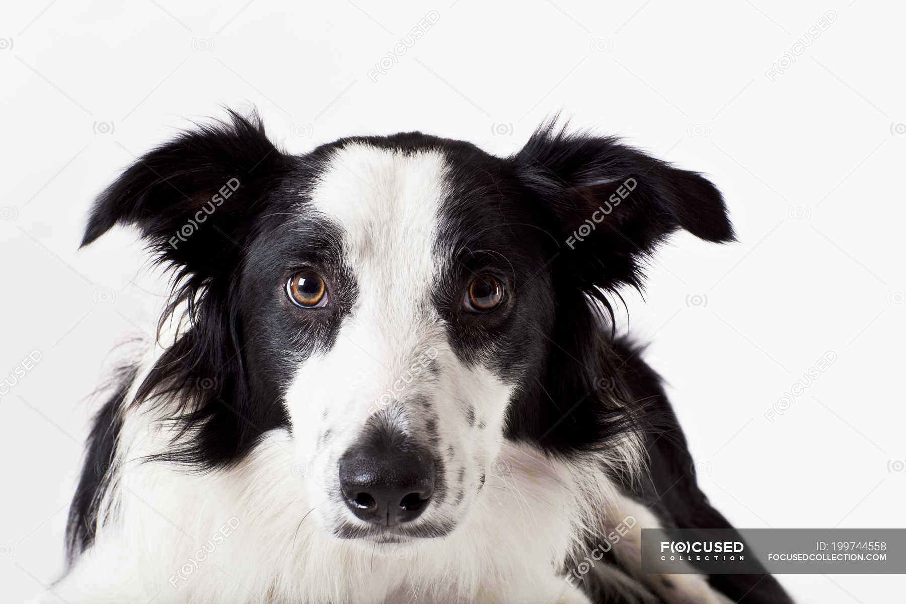Close up of border collie dog face — animal, determination Stock