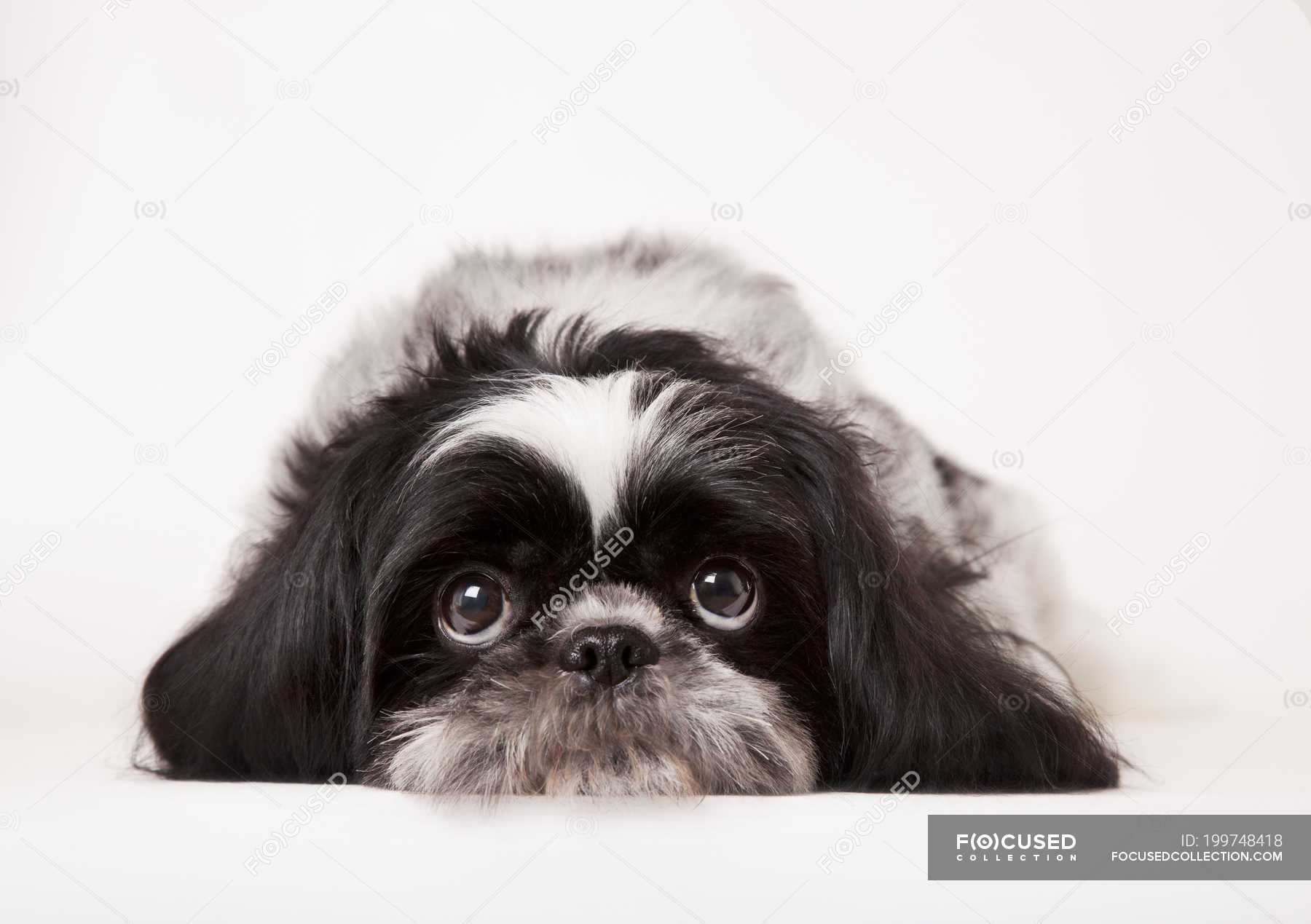Close Up Of Shih Tzu Dog Sad Face Focus On Foreground Front View Stock Photo 199748418