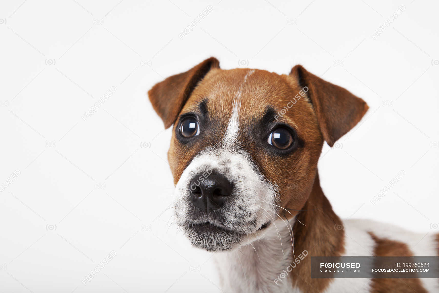 Close up of dog's face on white background — scene, baby animal Stock