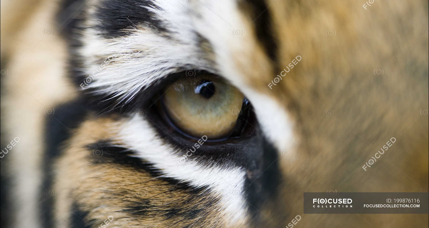 Close Up Of Tiger Eye Stock Photo, Picture And Royalty Free Image