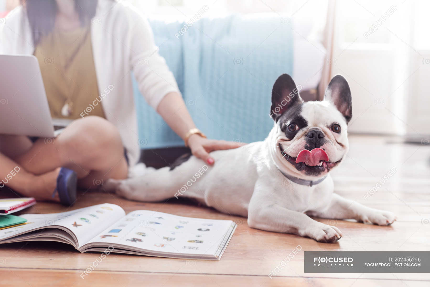 Portrait French Bulldog laying on floor