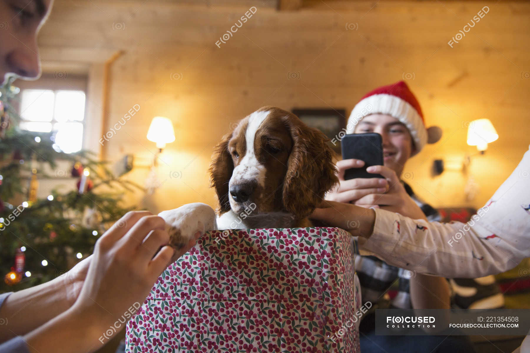 dog christmas gift box
