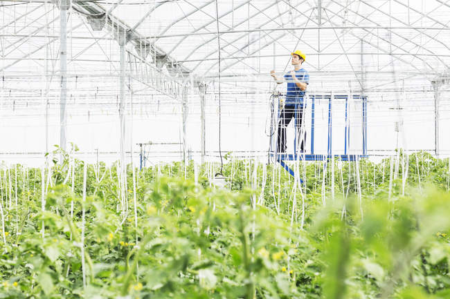 Worker adjusting sprinklers in greenhouse — Stock Photo
