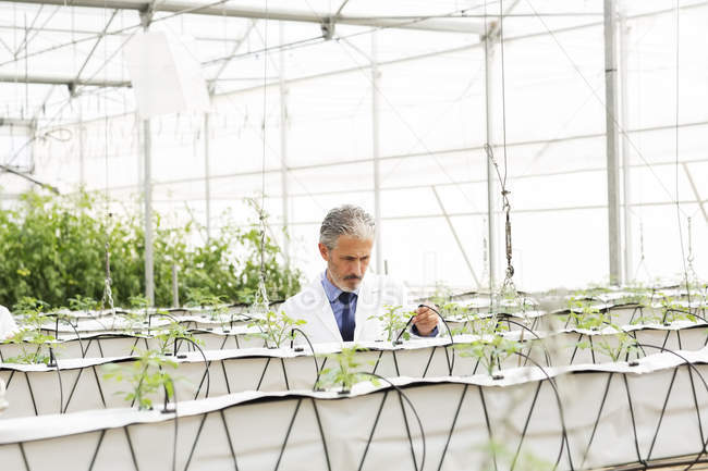 Botanist examining plants in greenhouse — Stock Photo