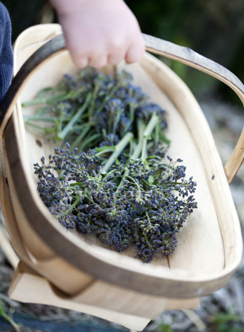 Ragazzo che trasporta un cesto di broccoli viola appena raccolti — Foto stock